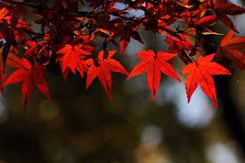 Image result for gardens in autumn film