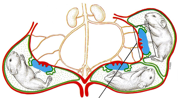 Figure 1: Survey diagram of the pregnant guinea pig uterus. Uterus and vessels - red. Chorioallantoic placenta - blue. Yolk sac placenta - green.