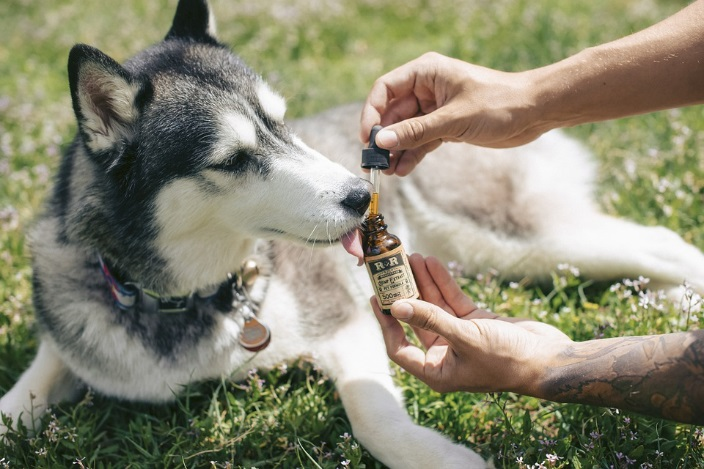 How did CBD for Pets come into being?