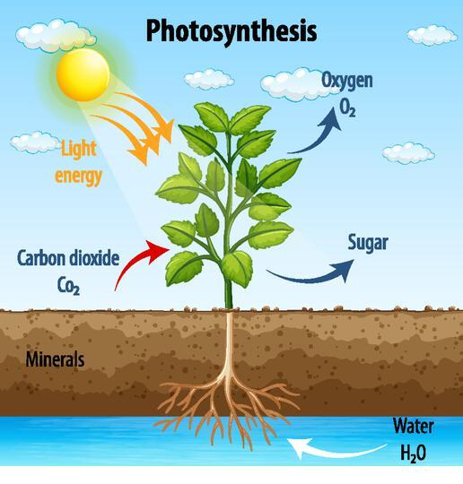 Diagram showing process of photosynthesis in plant illustration Stock  Vector Image &amp; Art - Alamy