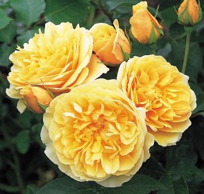 Rose GRAHAM THOMAS Ausmas