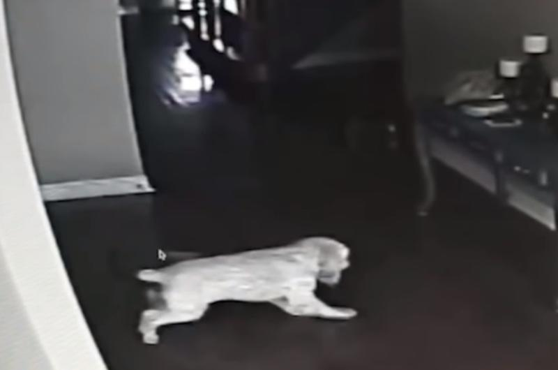 His Dog Was Looking at a Wall for No Apparent Reason, So He installed a Hidden Camera