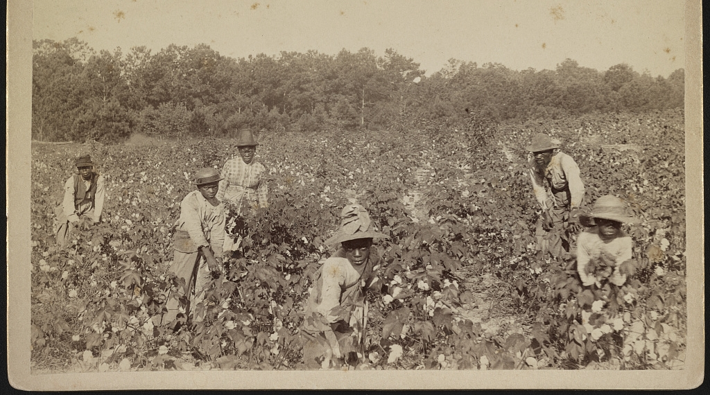 People picking cotton, 1867