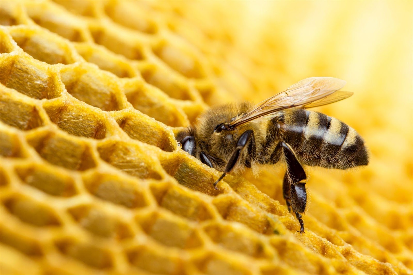 Cuánto sabes sobre abejas?