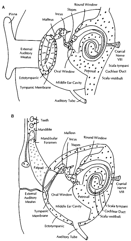 Diagram of the ear in a generalized mammal (A) and a cetacean (B). Pinnipeds and sirenians have auditory systems similar to A. Diagram of the ear in a generalized mammal (A) and a cetacean (B). Pinnipeds and sirenians have auditory systems similar to A.