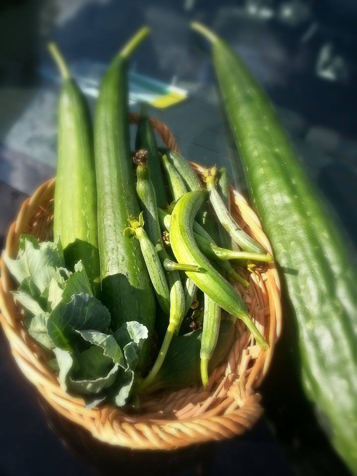 harvesting Luffa.jpg