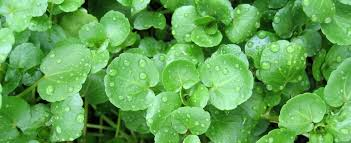 water cress