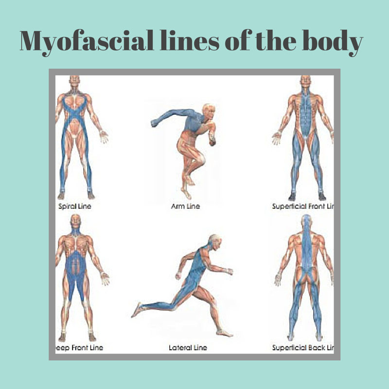 Gaining Connectivity Through Yoga and Fascia - In Balance Health