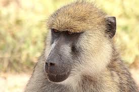 Image result for yellow baboon