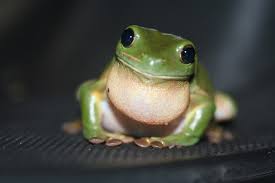 Image result for frogs