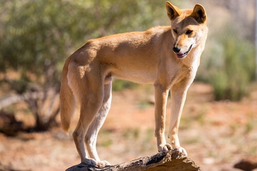 Australian dingo