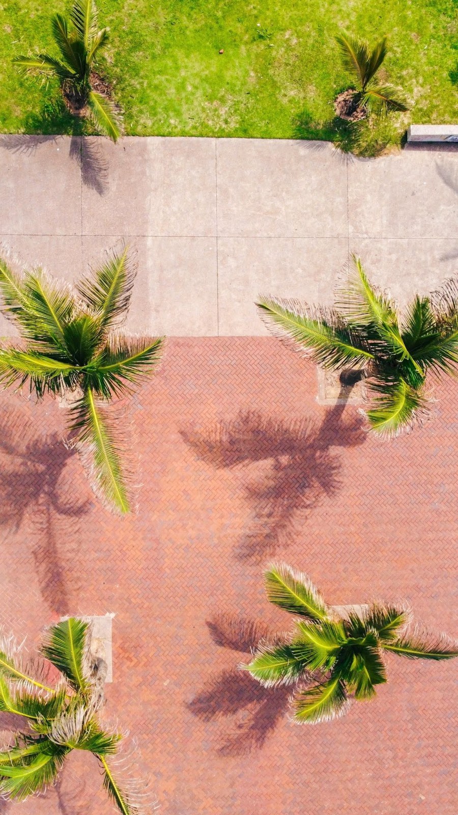 Palm trees along Durban beachfront