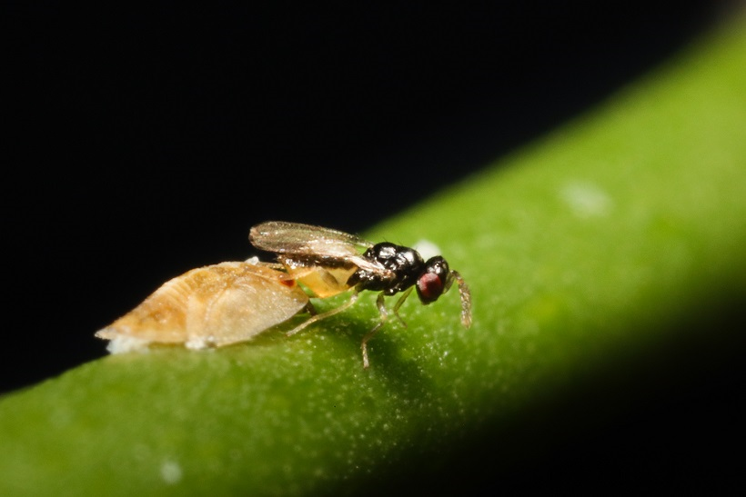 How biocontrol helps fight the Asian citrus psyllid
