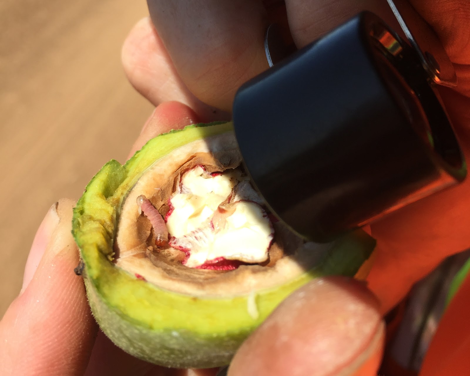 A grower is using a hand lens to identify a caterpillar 