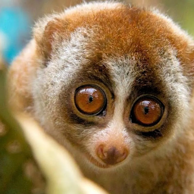 Slow Loris Attack