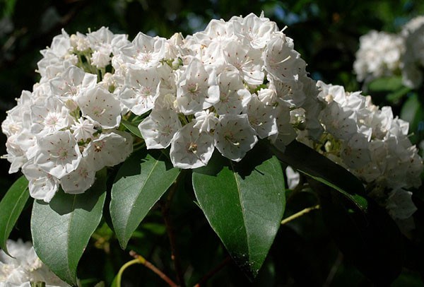 poisonous plants, life-threatening