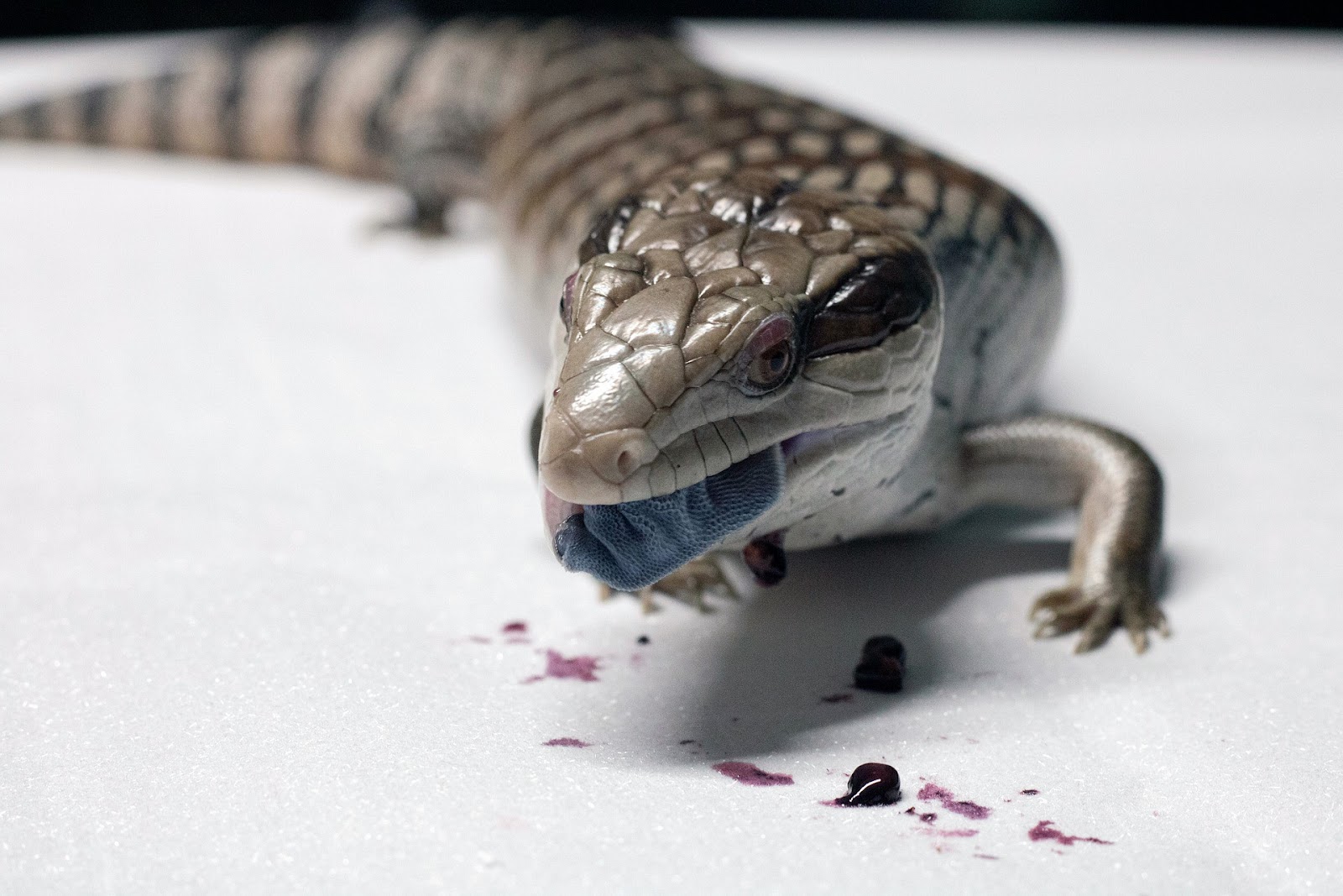 Blue-Tongued Skink