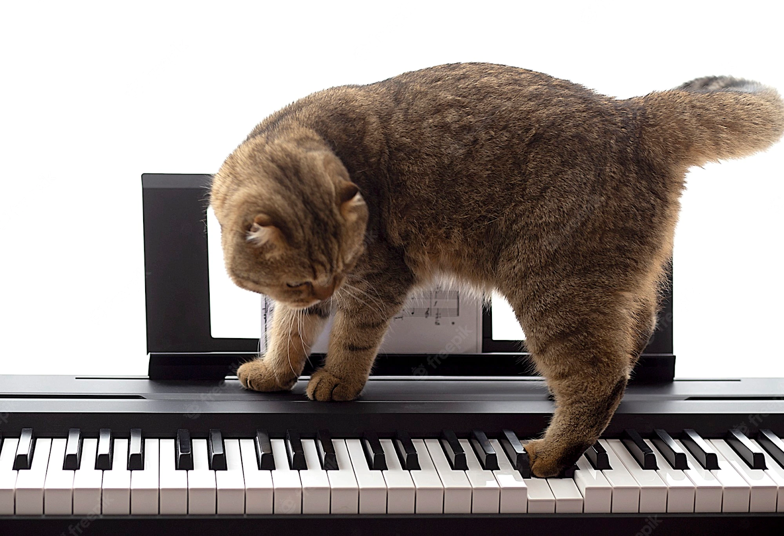 a picture of cat walking on a opened piano
