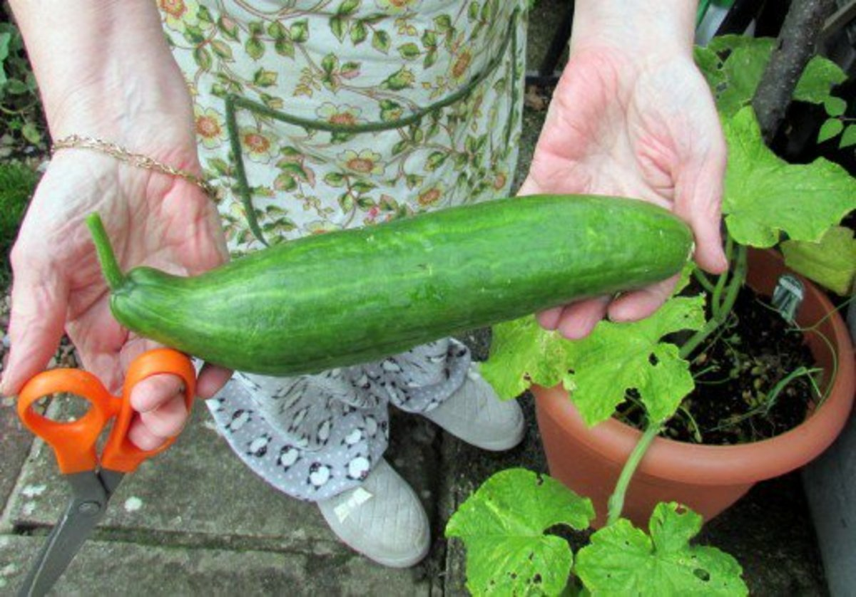 marketmore76 cucumber variety 