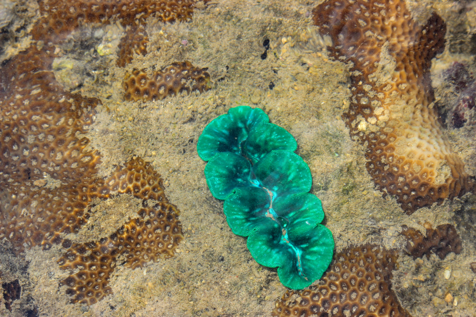 Coral Reefs in Con Dao Island