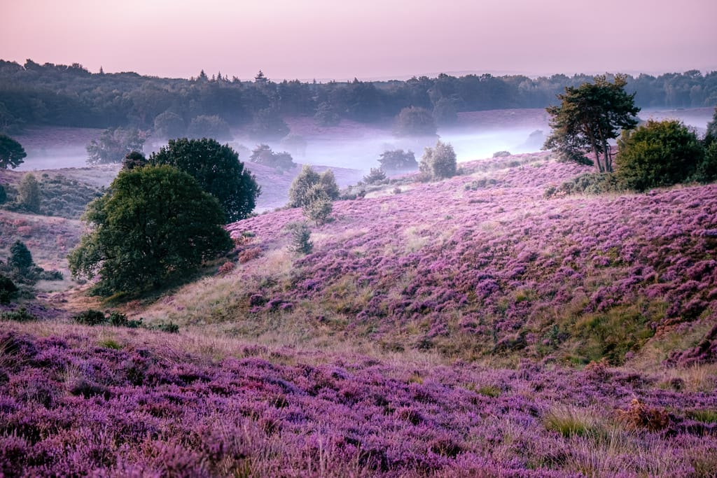 Area Veluwezoom National Park with purple flowers