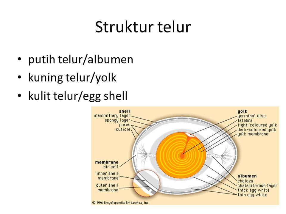Pengertian Telur Struktur Telur Bagian Bagian Telur 