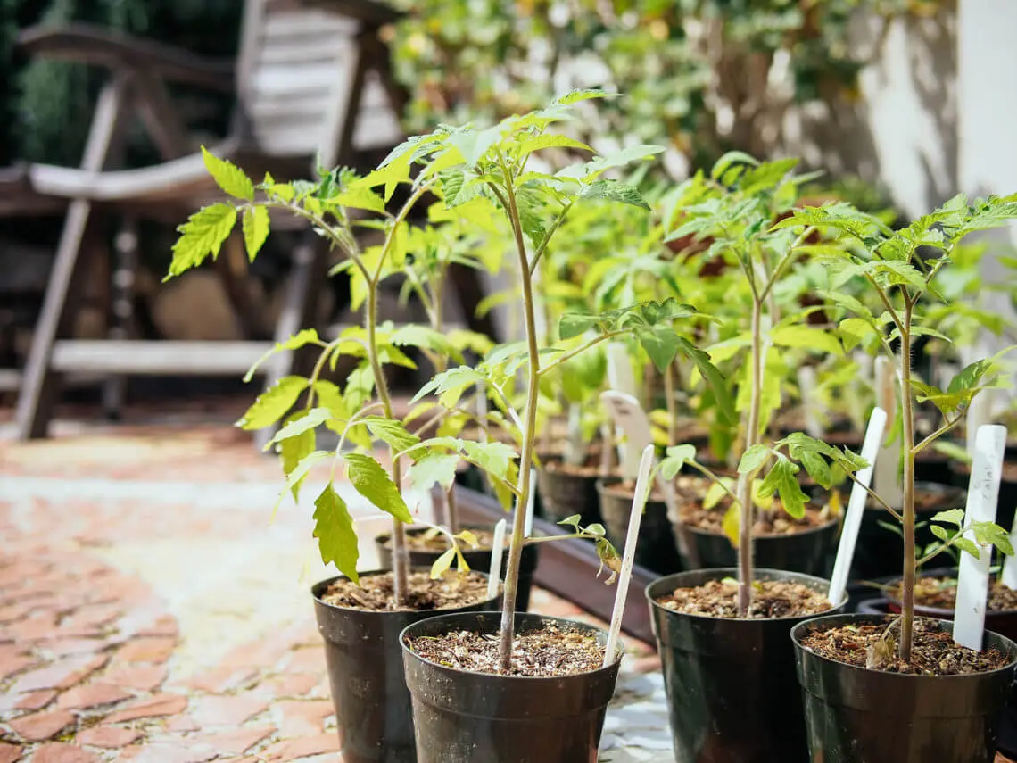 Tomato plants may regrow after being cut to the ground