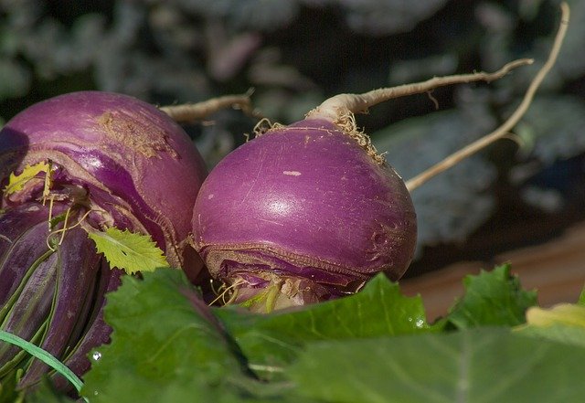 shalgam