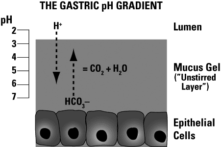 Gastric mucus pH gradient