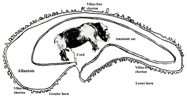 Schematic representation of rhinoceros placentation