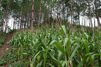 Nông lâm kết hợp - mô hình phát triển bền vững cho người dân miền núi ...