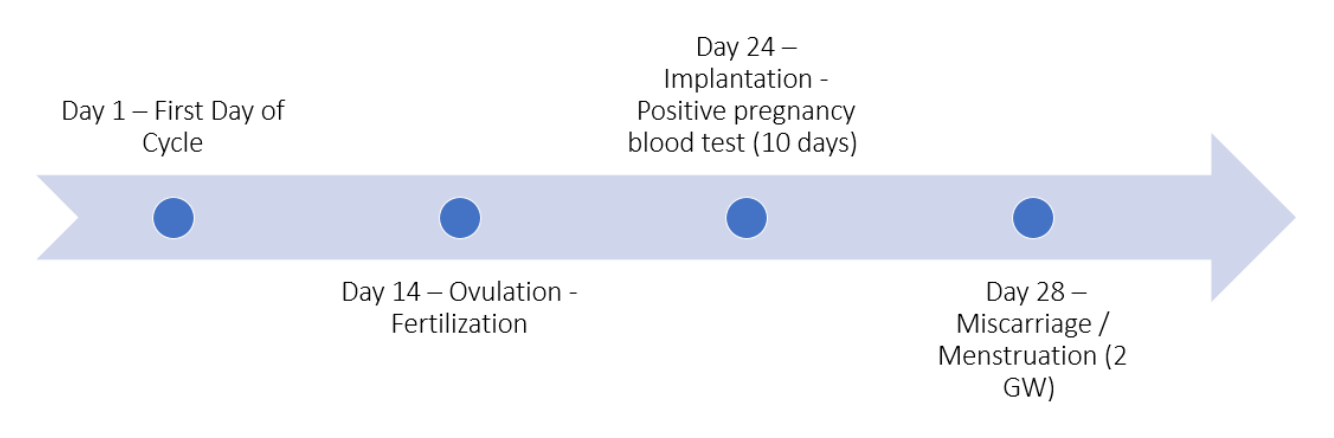 Chemical pregnancy timeline without IVF