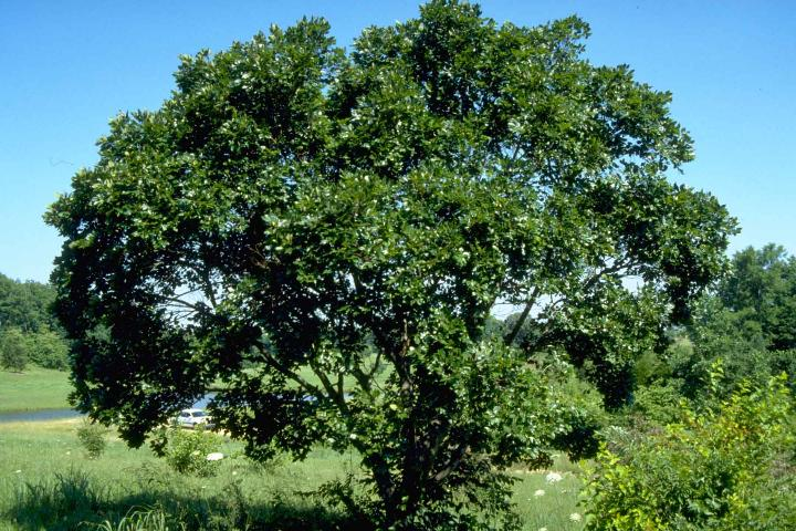 Mediterranean Hackberry Tree