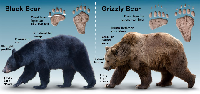 Which bear grows larger: a brown, grizzly or polar?