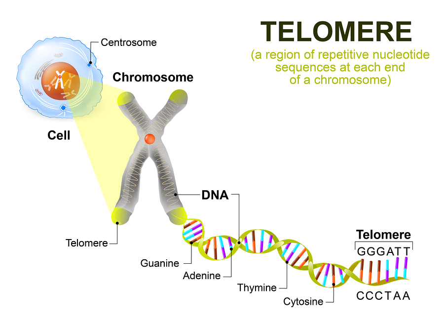 Biological Aging,aging,Chromosomes,epigenetics,Mitochondria,Mitochondrial Health,Senescence,Vascular Health