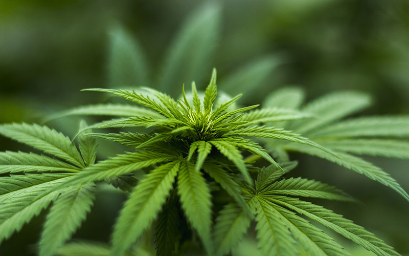 Доклад о марихуане как посадить клон конопли