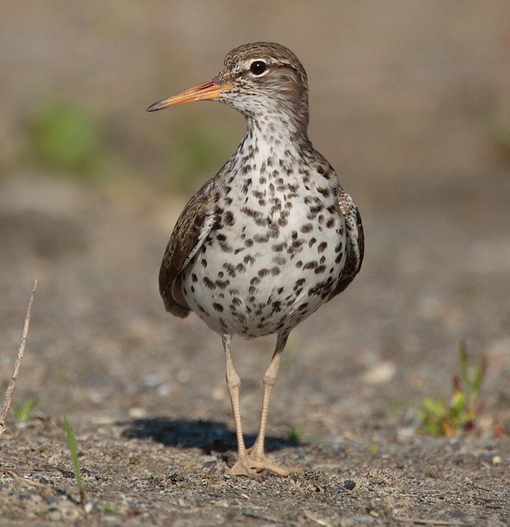 Risultato immagine per il piro piro (Actitis hypoleucos)