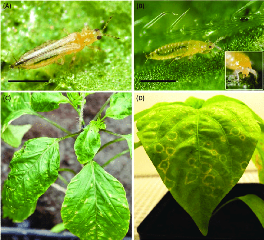 Thrips development and damage symptoms on pepper (Capsicum) plants. (A)...  | Download Scientific Diagram