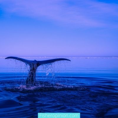 What do whales do at night