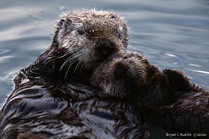Sea otter with pup