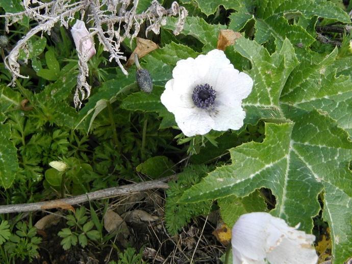 C:\Users\7User\Pictures\plants\geophytes\1geophites 1\Geophytes\כלנית.JPG