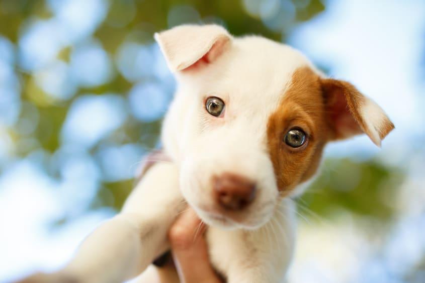 The pandemic pet boom