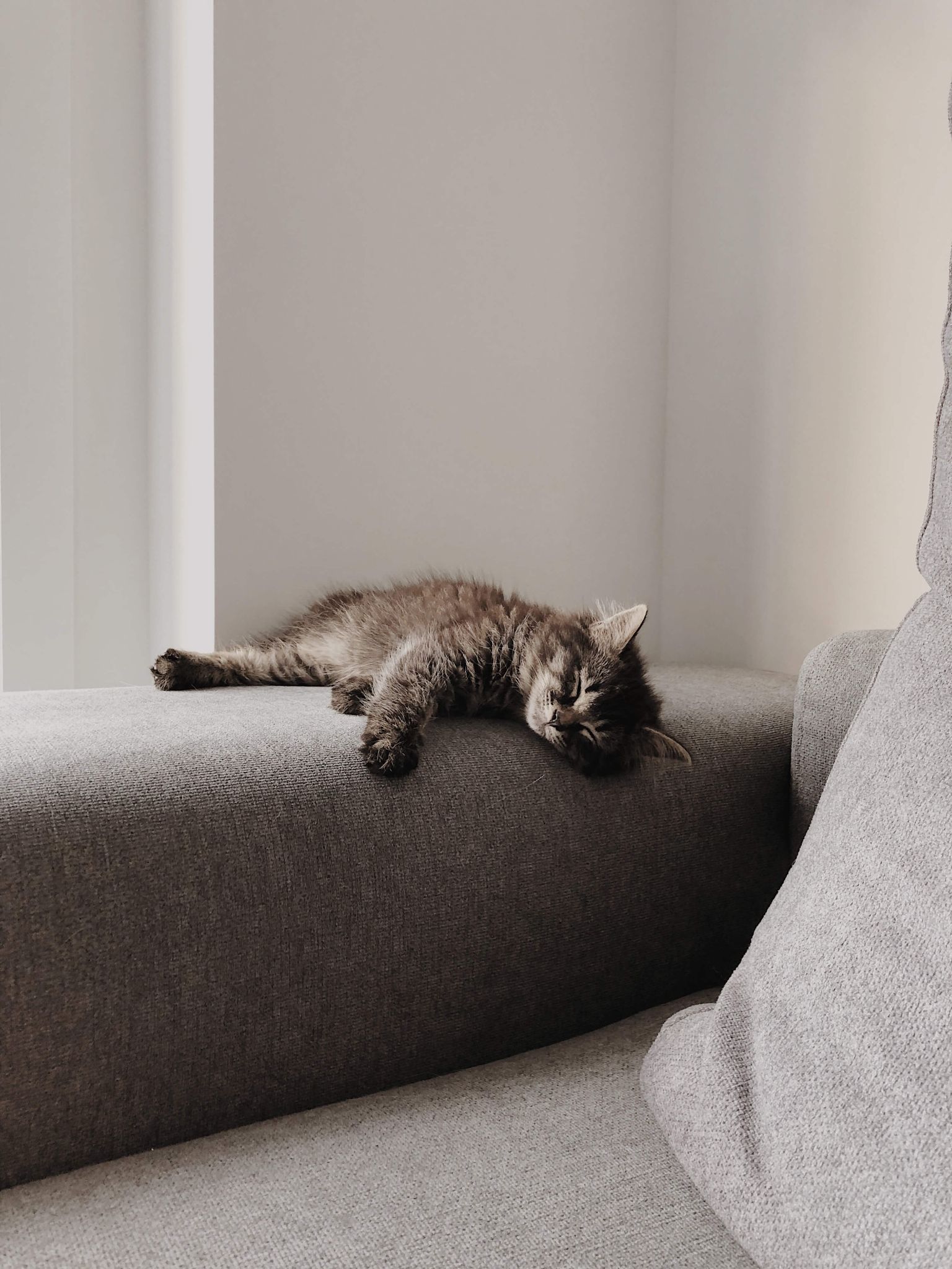 How to fix cat scratches on a microfiber couch