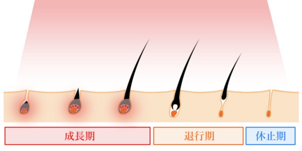 ブラジリアンワックス脱毛後はいつまで効果がありますか？ - 東京