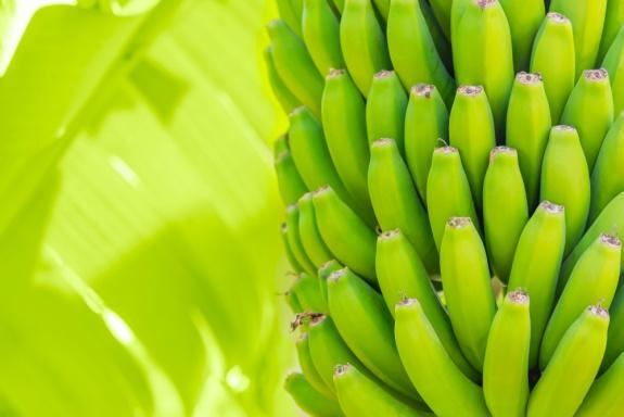 C:\Users\SONY\Desktop\банан\grenn-bananas-on-a-palm-cultivation-of-fruits-on-tenerife-island-plantation-young-unripe-banana-with-a-palm-leaves-in-shallow-depth-of-field-closeup.jpg