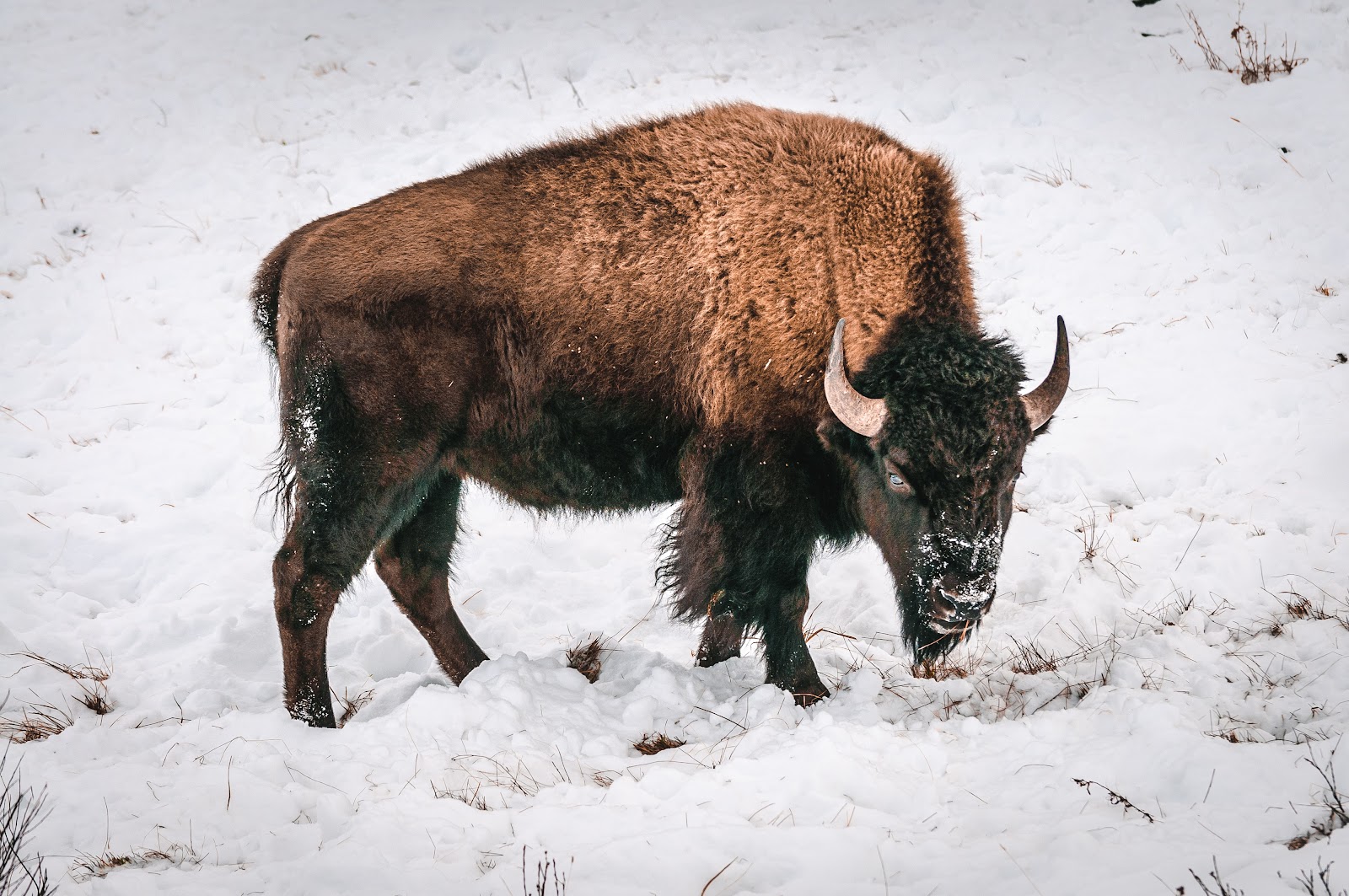 Kankakee Sands bison