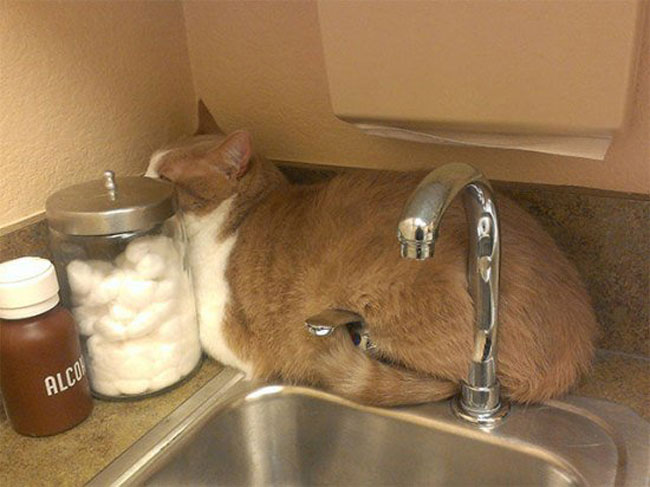 funny-scared-animals-vet-sink
