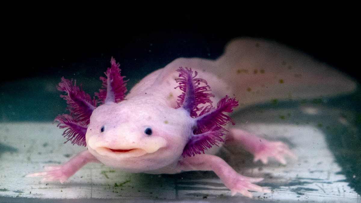 Axolotls Where Do They Live
