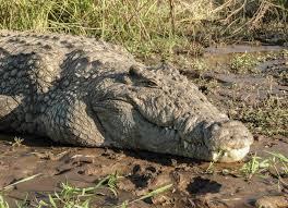 Description: Crocodylus niloticus.jpg