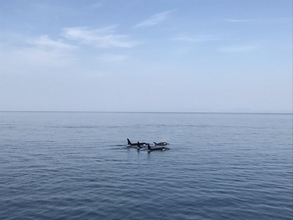 水, 空, 屋外, ボート が含まれている画像自動的に生成された説明